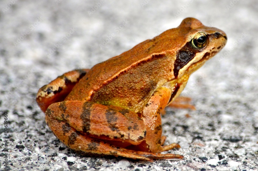 Obraz premium Frosch