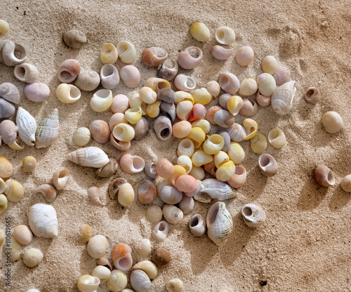 coquillages éparses sur le sable
