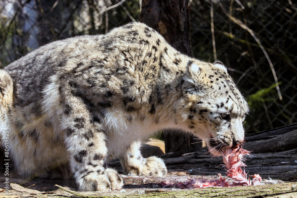 Snow leopard, Uncia uncia, eating rabbit Snow leopard, Uncia uncia, eating rabbit