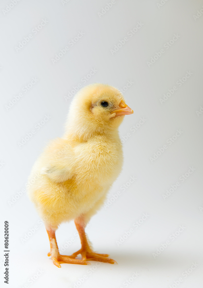 little chick in front of bright background little chick in front of bright background