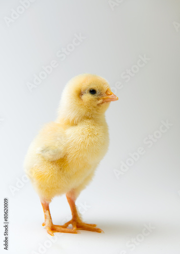 Fotografija little chick in front of bright background