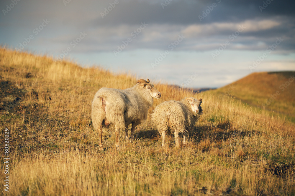 Iceland sheep with lamb in autumn field at sunset Iceland sheep with lamb in autumn field at sunset