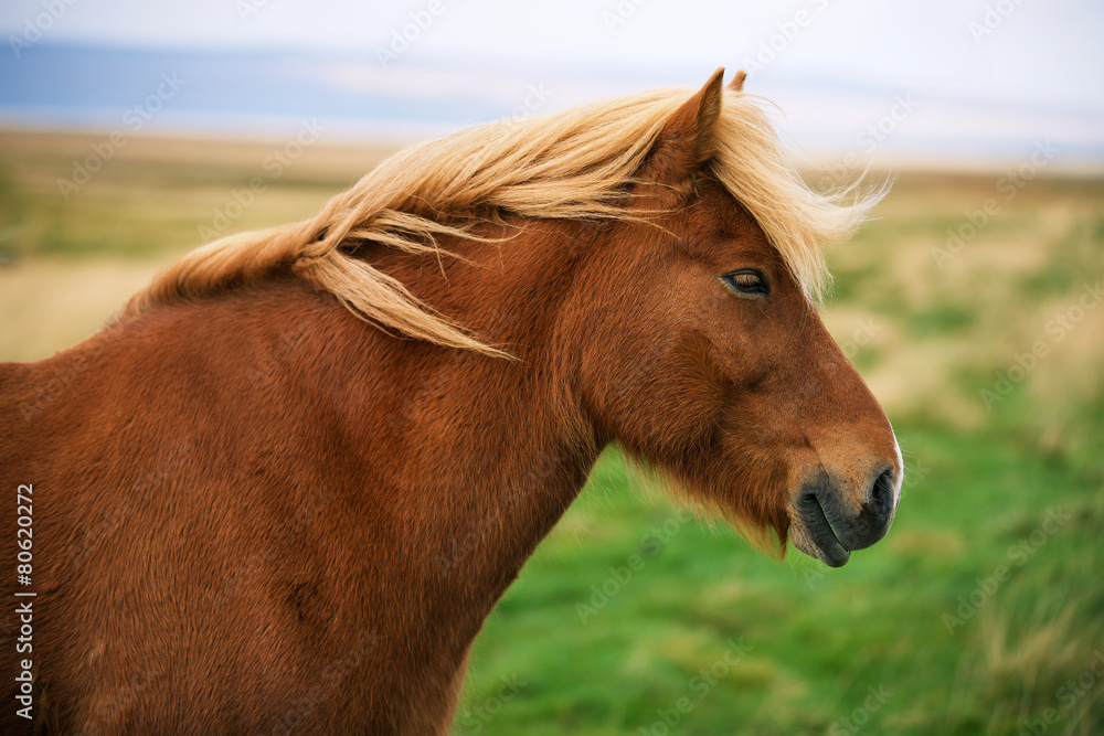 Fototapeta premium Icelandic horse in the field