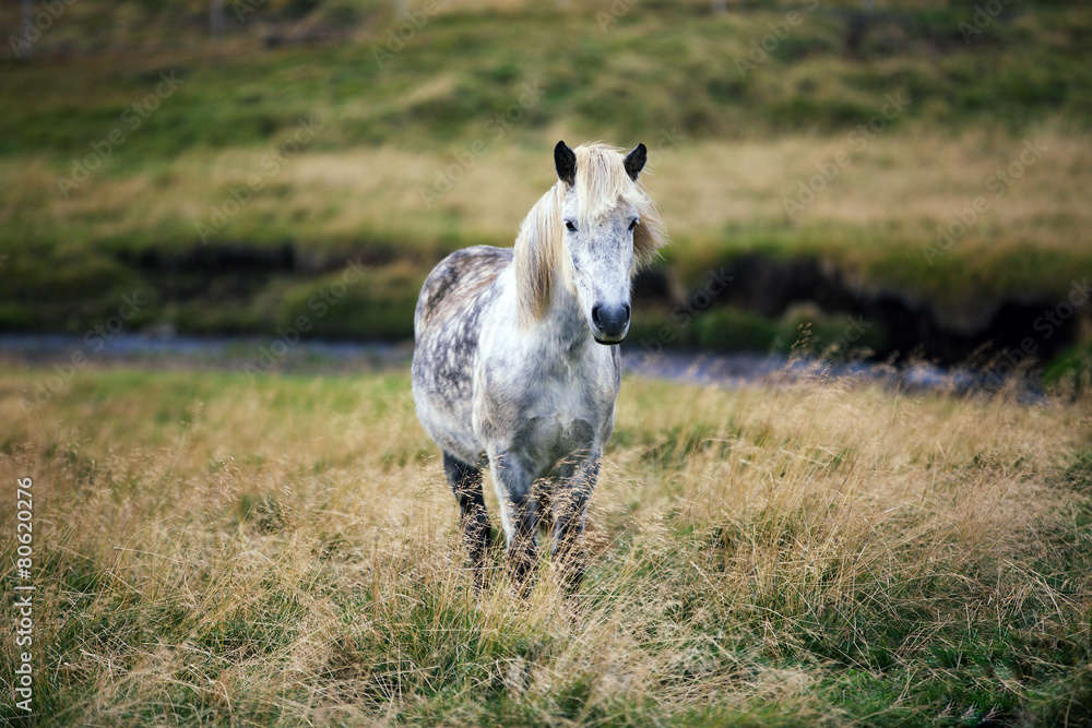 Obraz premium Icelandic horse in the field
