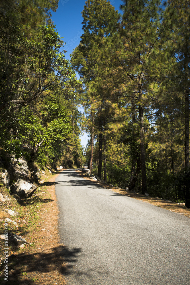 Road through forest, Uttarkashi District, Uttarakhand, India