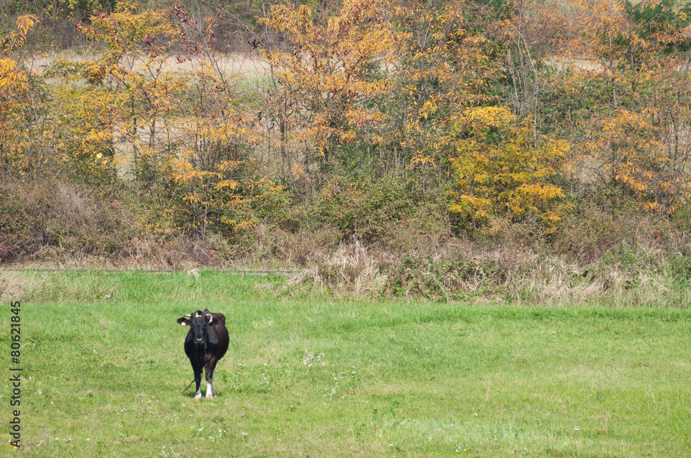Cow standing with autumn trees in the distance Cow standing with autumn trees in the distance