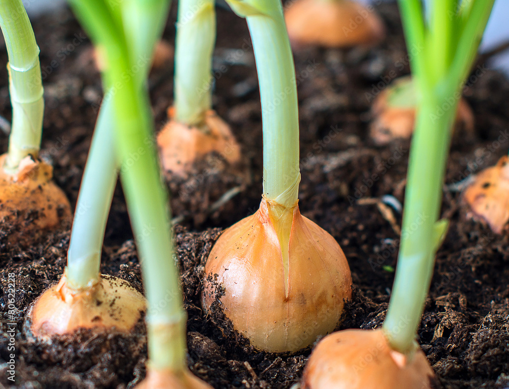 Close-up view of young onion seedlings. Close-up view of young onion seedlings.