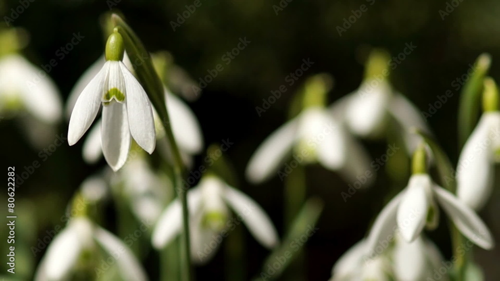 Few Young Snowdrops Swaying in the Wind. Macro Shooting. Few Young Snowdrops Swaying in the Wind. Macro Shooting.