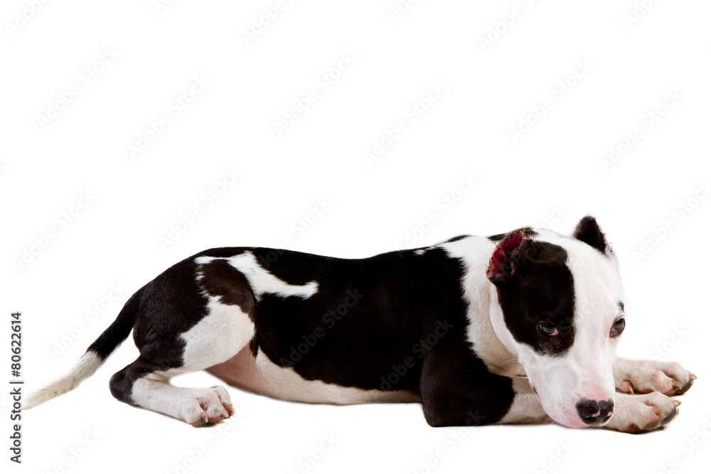 american staffordshire terrier