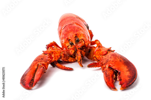 red lobster isolated on a white background