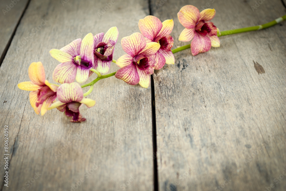 Fototapeta premium Orchid vintage.