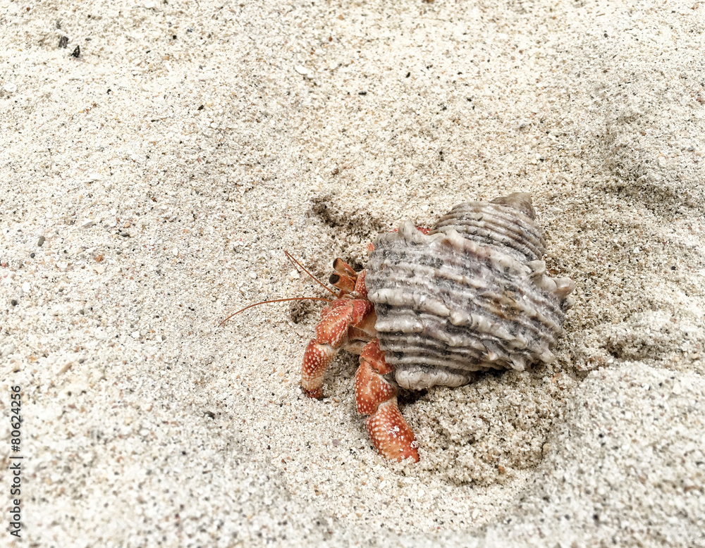 Hermit Crab on a beach in Maldivian Sea