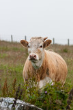 Scotland Angus Cattle