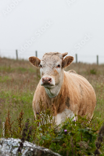 Scotland Angus Cattle