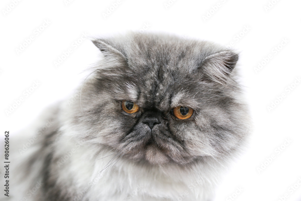 Persian cat  in front of white background