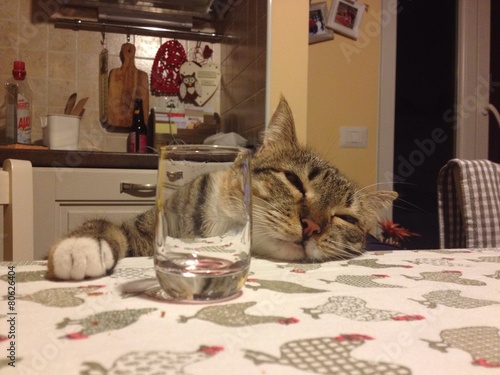 Gatto
