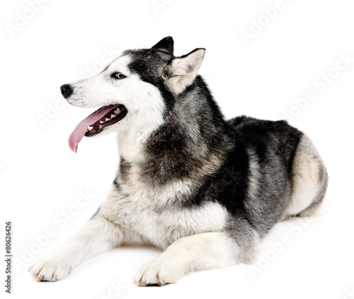 Beautiful cute husky  isolated on white