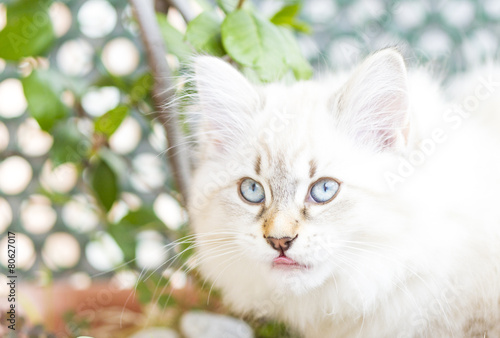 white kitten of siberian breed