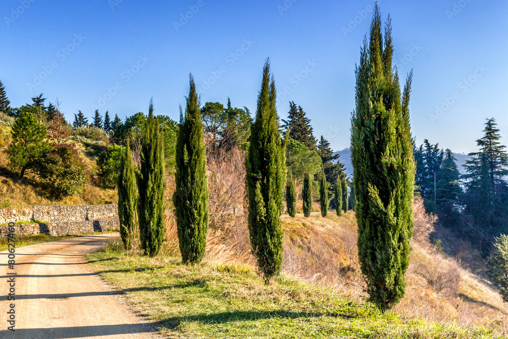 country pathway bordered by cypresses