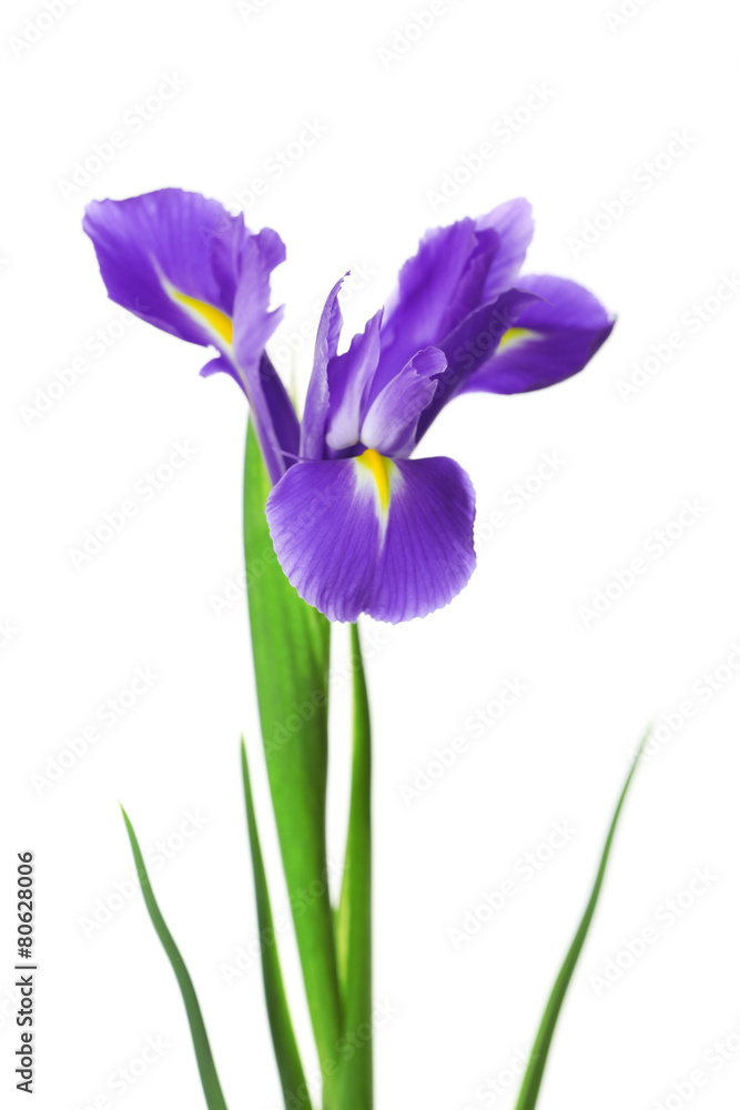 Iris flowers isolated on white Iris flowers isolated on white