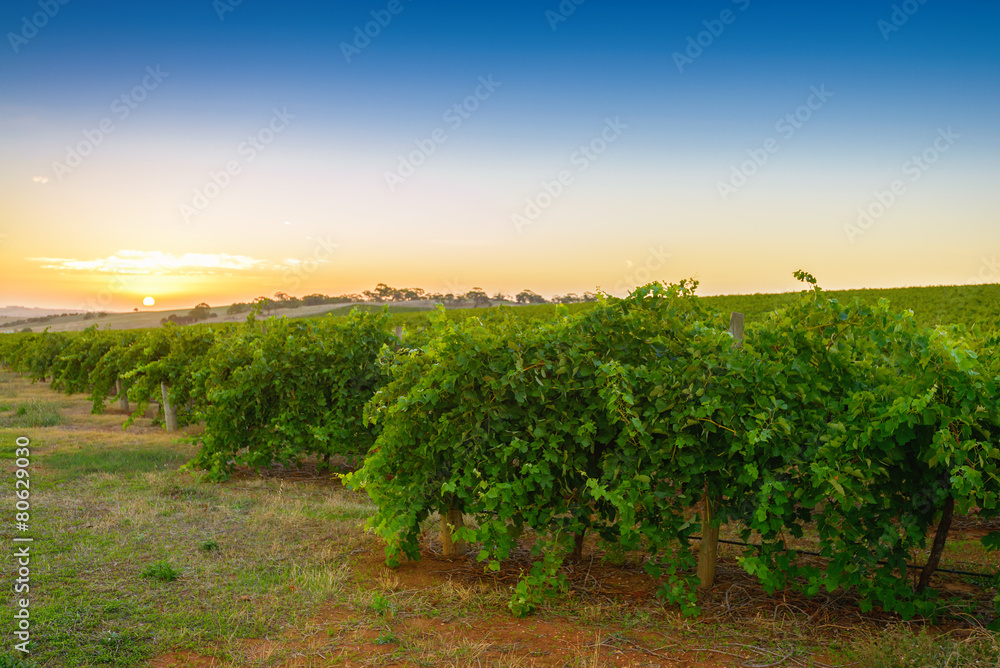 Naklejka premium Wine valley at sunset at Barossa, South Australia