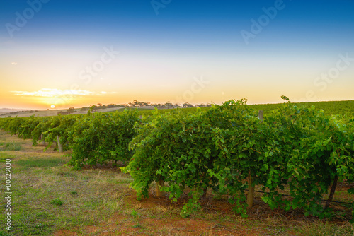 Wine valley at sunset at Barossa, South Australia