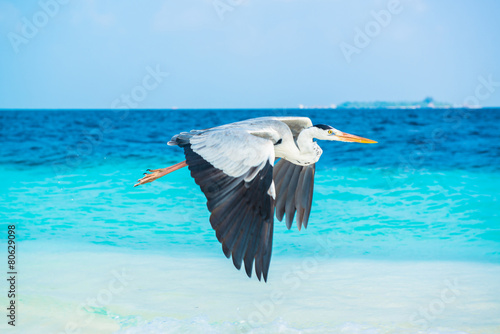 Bird is on the morning beach, Maldives