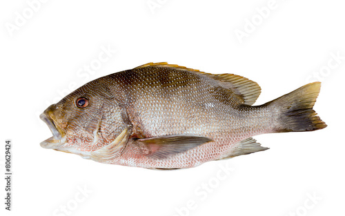 Fresh red snapper