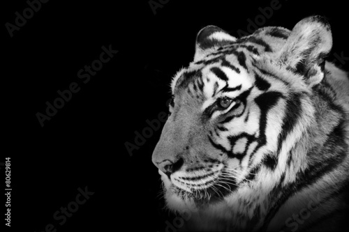 Tiger black and white isolated on black background
