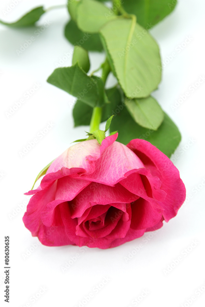 Fototapeta premium rose