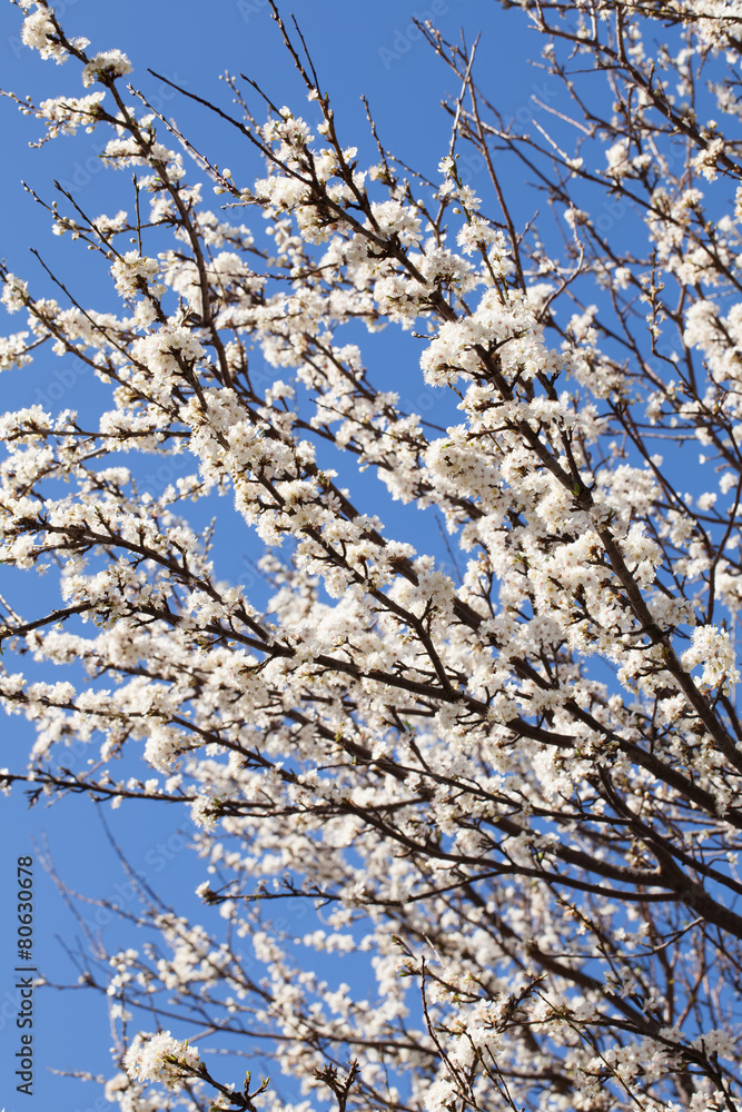 Spring cherry blossom tree on a sunny  day on blue sky backgroun