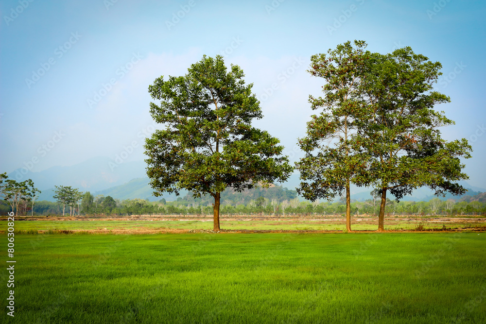  green meadow