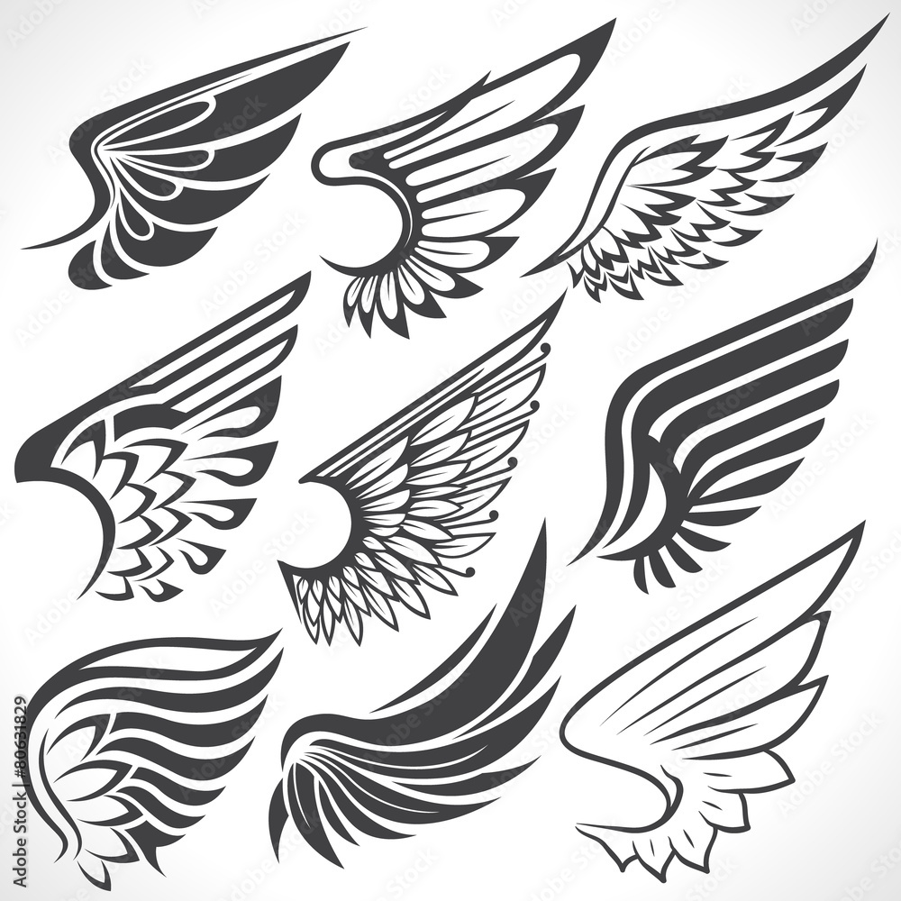Big Set sketches of wings Big Set sketches of wings