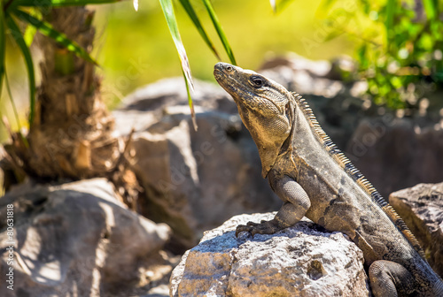 Mexican Iguana © Maciej Czekajewski