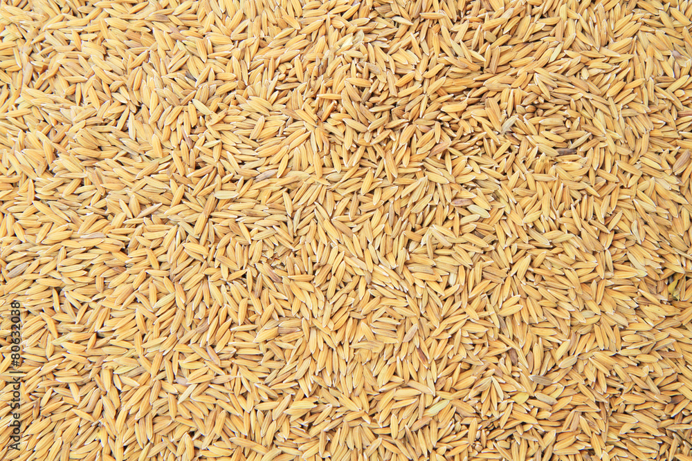 Brown rice paddy texture or background