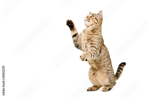 Playful cat Scottish Straight standing on his hind legs