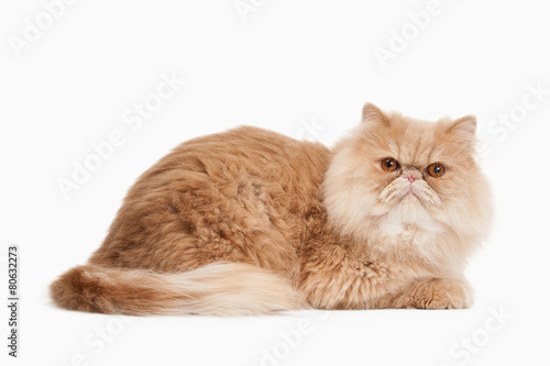 Cat. Red persian cat on white background