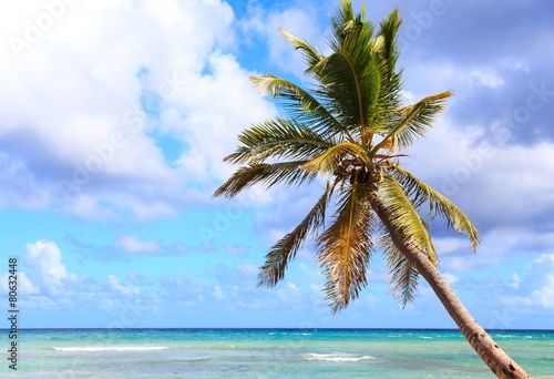 Palm tree over caribbean sea