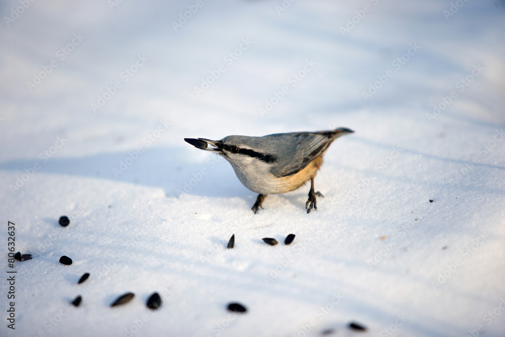 Bird, forest, snow, Sunny day