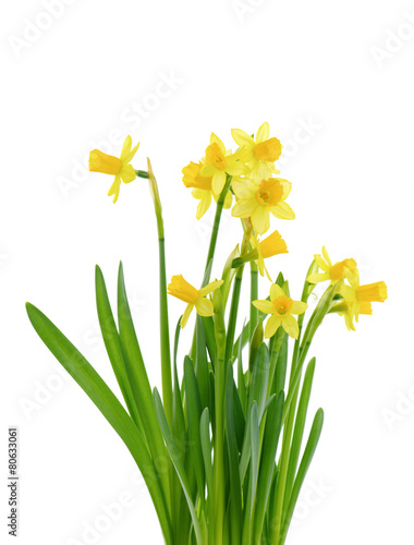Fototapeta Naklejka Na Ścianę i Meble -  Jonquil isolated on white.