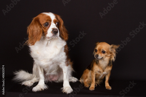 Cavalier king charles with a chihuahua in front of black backgro