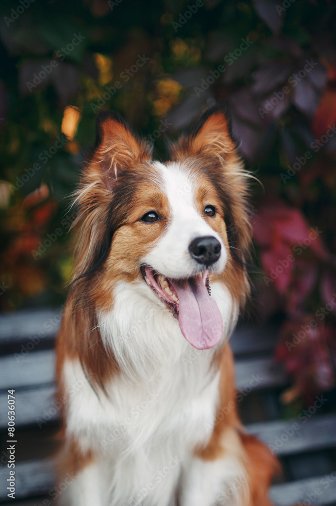 Red dog border collie portrait