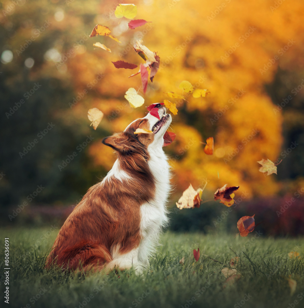 young border collie dog playing with leaves in autumn - obrazy, fototapety, plakaty 