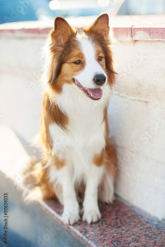 Fototapeta Naklejka Na Ścianę i Meble -  Red dog border collie in sunlight