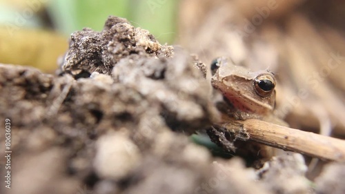 Lone Indonesian Tree Frog