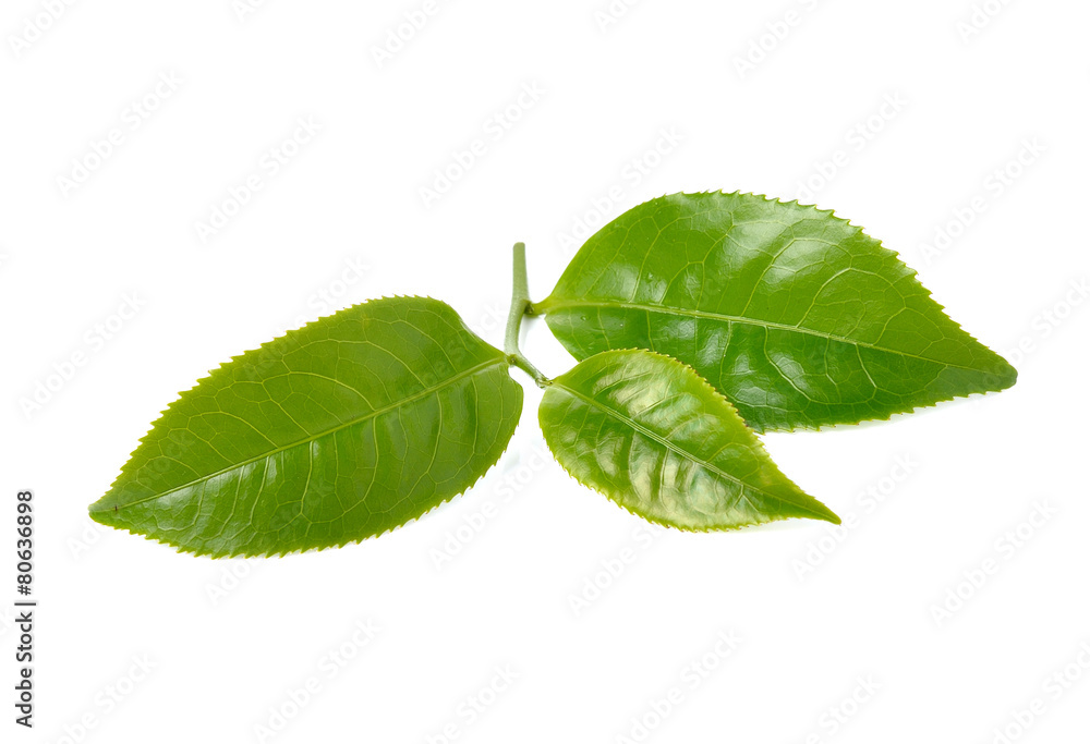 Obraz premium Green tea leaf isolated on white background