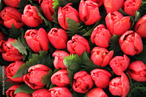 Fototapeta Naklejka Na Ścianę i Meble -  Blütenmeer von roten Tulpen
