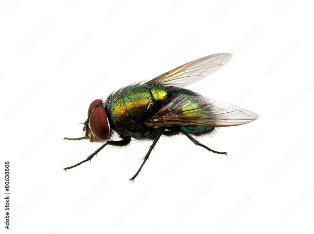 green fly green fly