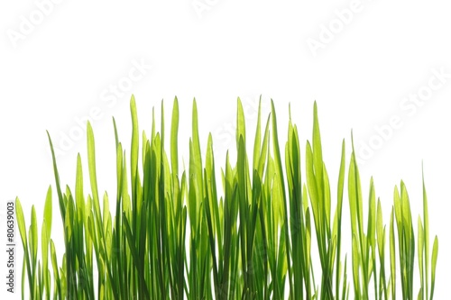 Young spring grass in bright sunlight isolated