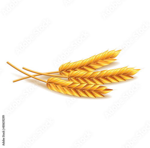 Wheat isolated on white vector